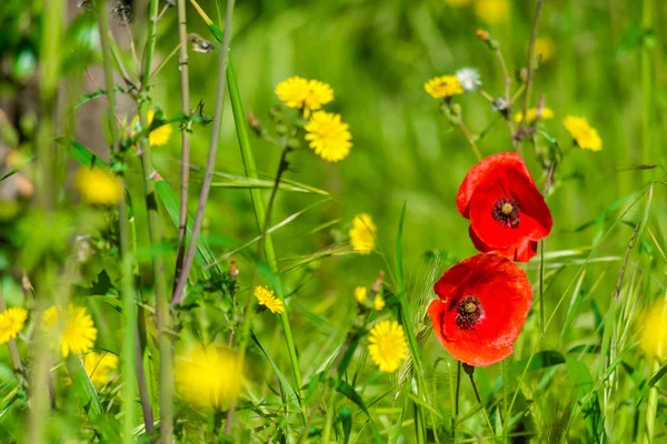 Poppies in a meadow — Stock Photo, Image