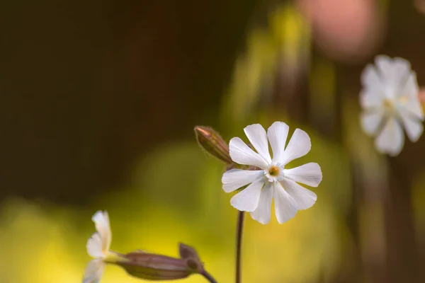 Ізольована біла крихітна квітка — стокове фото