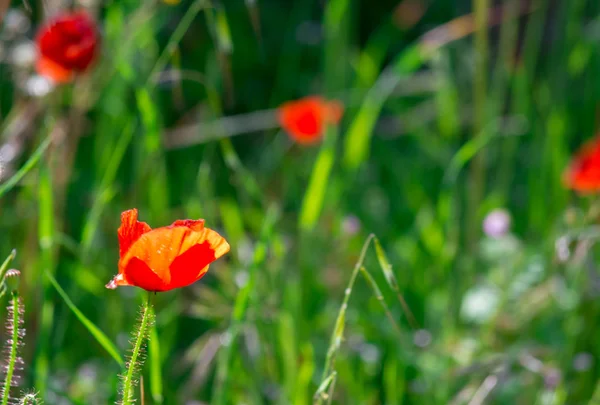 Poppies in a meadow — Stock Photo, Image