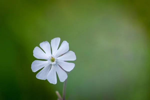 Ізольована біла крихітна квітка — стокове фото