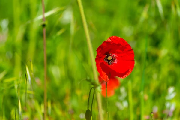 Poppies in a meadow — Stock Photo, Image