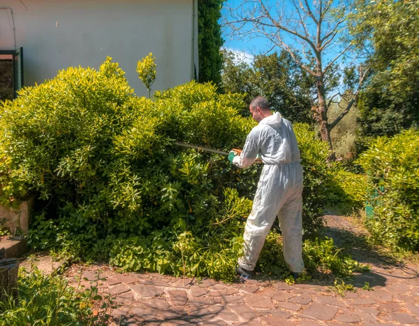 Homem aparando uma sebe — Fotografia de Stock