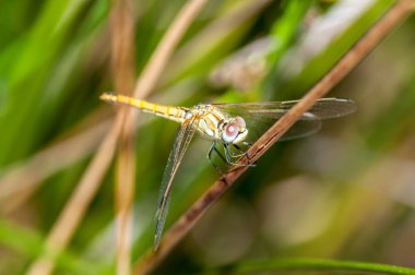 Yusufçuk üzerinde Closeup
