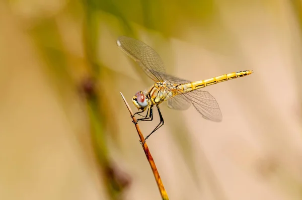 Nahaufnahme auf Libelle — Stockfoto