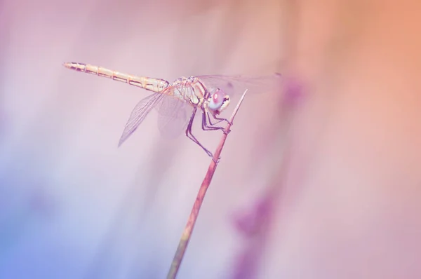 Closeup a szitakötő — Stock Fotó