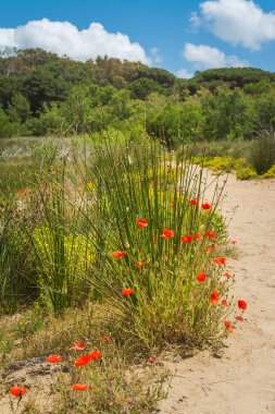 Bir gölet yakınında doğada Yol