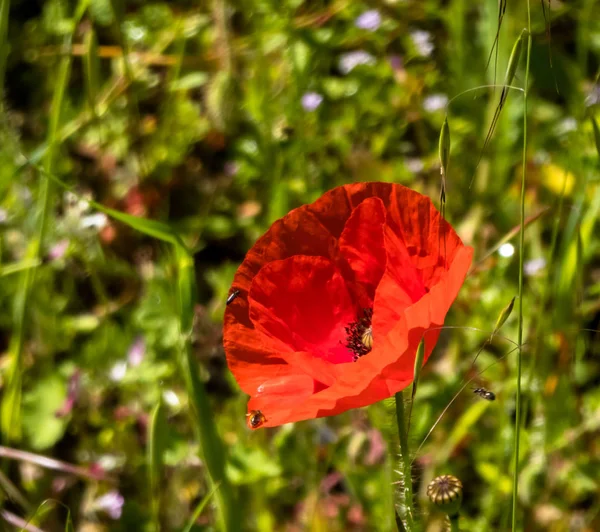 Closeup on poppy flower — Stock Photo, Image