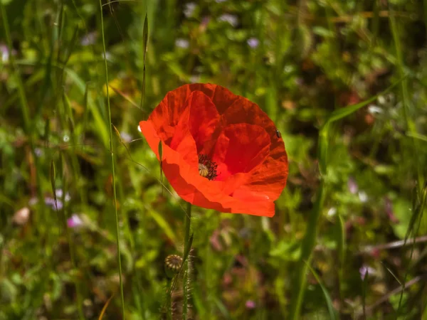 Closeup on poppy flower — Stock Photo, Image
