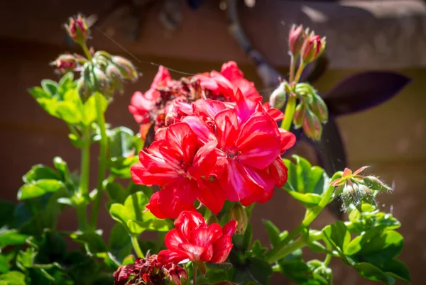 Primo piano su piccolo geranio rosso — Foto Stock