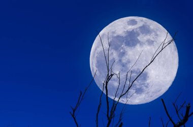 Supermoon ve bitki dalı