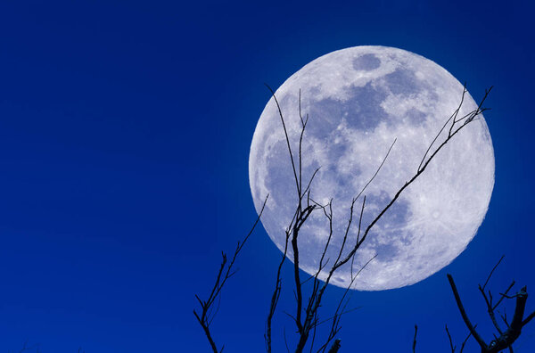 Supermoon and plant branch