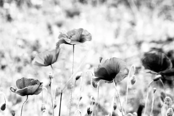 Abstract view of poppies — Stock Photo, Image