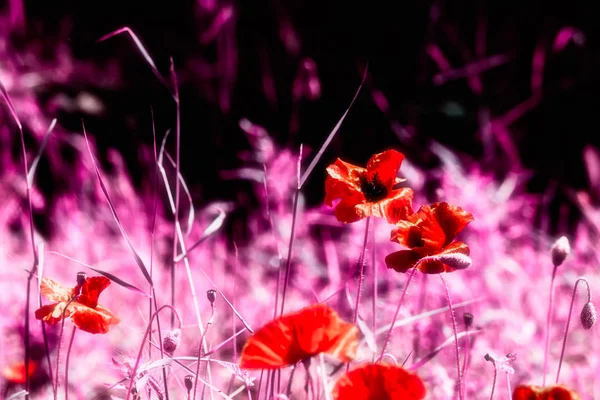 Abstract view of poppies — Stock Photo, Image