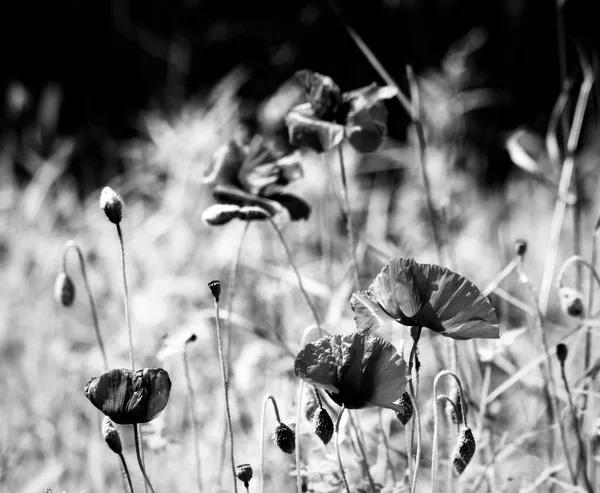 Abstrakte Ansicht von Mohn — Stockfoto