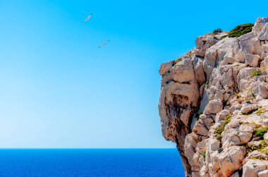 Sahilde uçan martılar