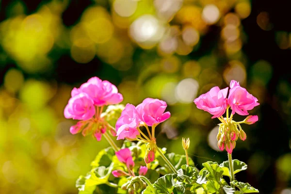 Géranium rose au coucher du soleil — Photo