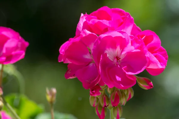 Closeup on pink geranium — Stock Photo, Image