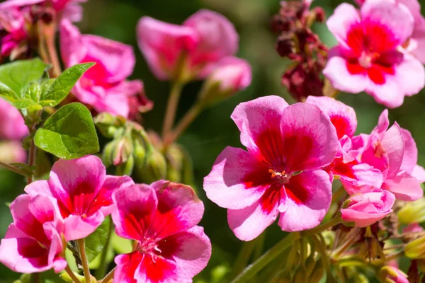 Fechar em gerânio rosa — Fotografia de Stock