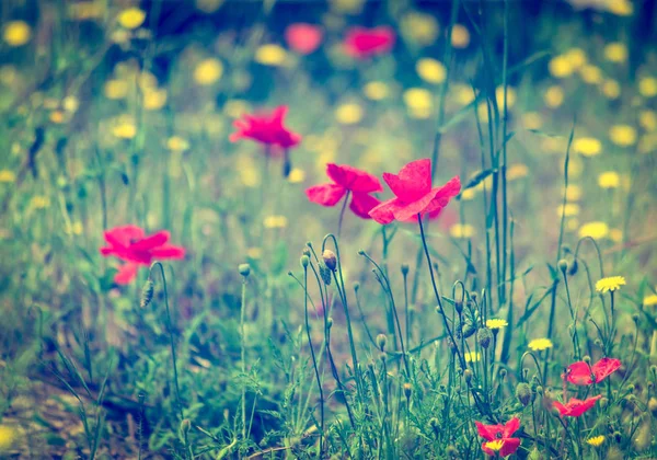 Poppies in a meadow — Stock Photo, Image