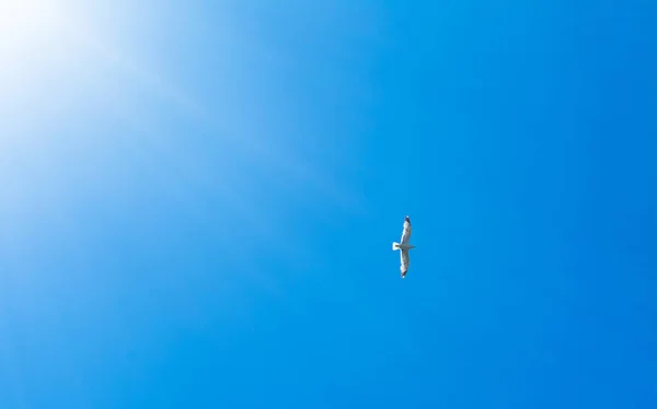 Чайка літає в блакитному небі — стокове фото