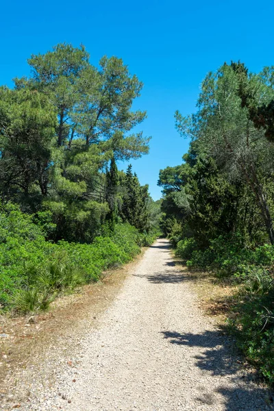 stock image dirt road in the woods