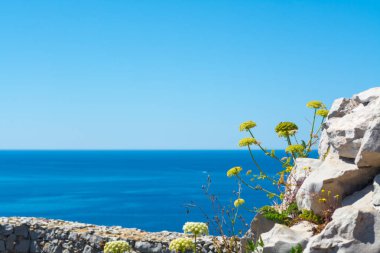 Sardunya 'da Capo Caccia sahilinde yabani çiçekler.