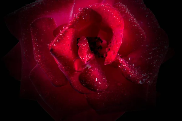 孤立した赤いバラのマクロ — ストック写真