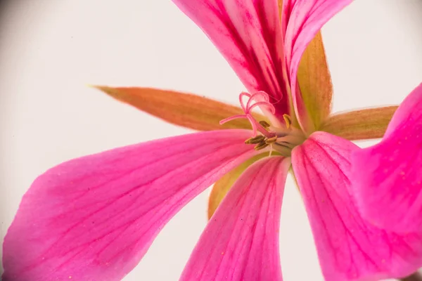 Makro von Stempeln einer kleinen rosa Geranie — Stockfoto