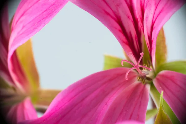 Makro von Stempeln einer kleinen rosa Geranie — Stockfoto