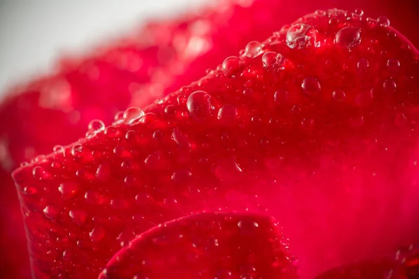 Makro kelopak mawar merah — Stok Foto