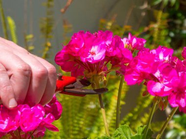 bir bahçede bir makas kullanarak el