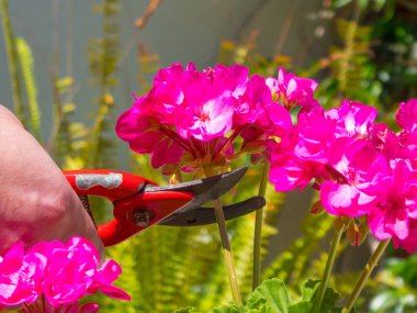 bir bahçede bir makas kullanarak el