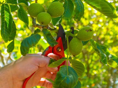 bir bahçede bir makas kullanarak el