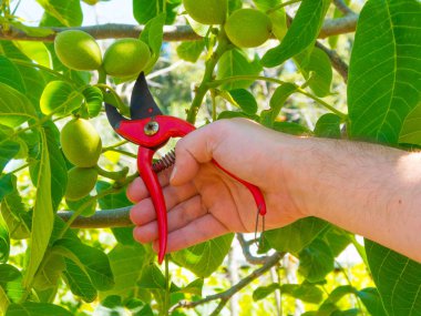 bir bahçede bir makas kullanarak el