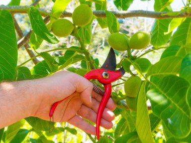 bir bahçede bir makas kullanarak el