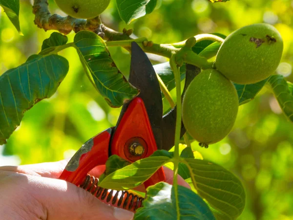 Mano usando una tijera en un jardín —  Fotos de Stock