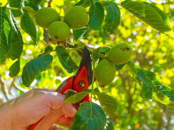 bir bahçede bir makas kullanarak el