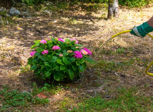 Handwässern einer Pflanze im Garten — Stockfoto