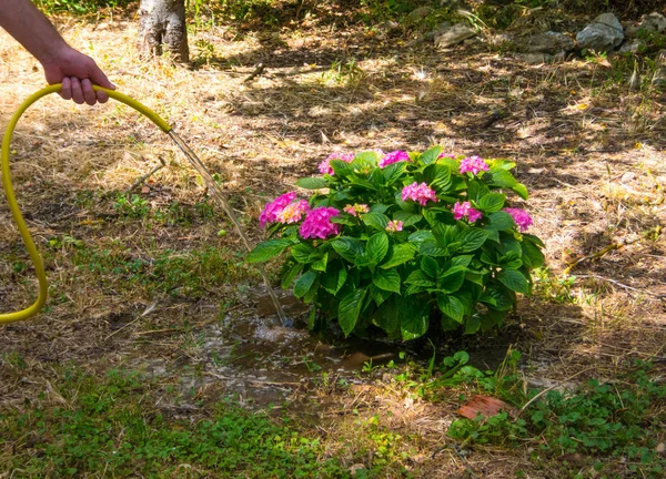 Riego manual de una planta en un jardín — Foto de Stock