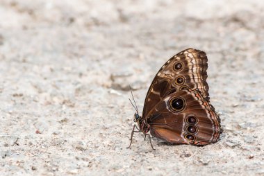 Tropikal butterlfy üzerinde Closeup