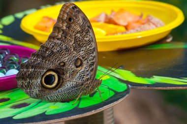 Tropikal butterlfy üzerinde Closeup