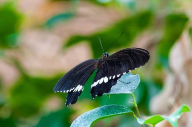 Tropikal butterlfy üzerinde Closeup
