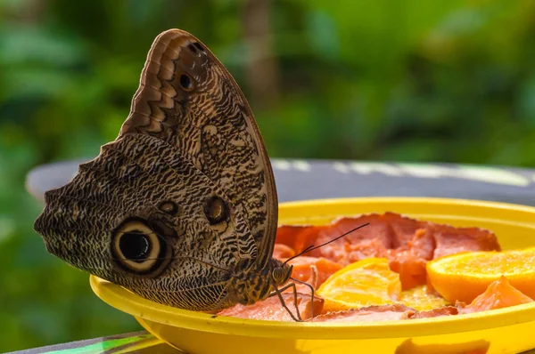 Tropikal butterlfy üzerinde Closeup