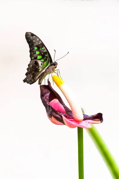 Gros plan sur papillon tropical — Photo