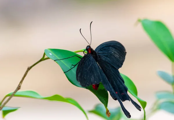 Fechar em butterlfy tropical — Fotografia de Stock