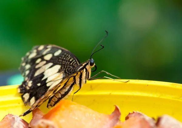 Gros plan sur papillon tropical — Photo