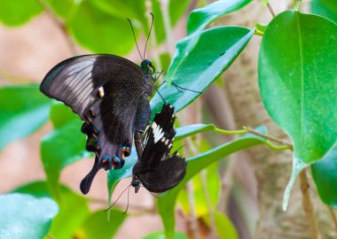 Tropikal butterlfy üzerinde Closeup