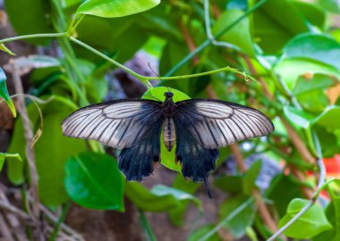 Tropikal butterlfy üzerinde Closeup