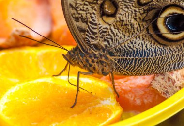 Tropikal butterlfy üzerinde Closeup