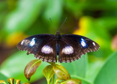 Tropikal butterlfy üzerinde Closeup